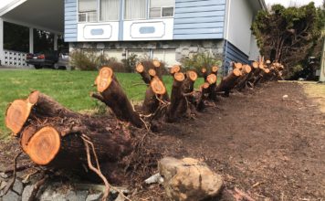 Hedges damaged by heavy snows get the chop