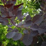 Cotinus_thumb