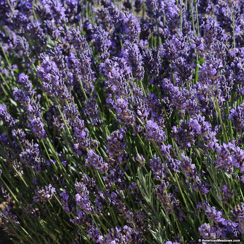 Lavandula angustifolia. Лаванда Ангустифолия. Лаванда узколистная. Лаванда узколистная куст. Лаванда узколистная французская.