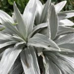 Celmisia semicordata ‘David Shackleton’