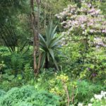 Cordyline indivisa in the centre of a part of Jimi Blake’s garden.