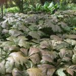 Drifts of rogersia in Hunting Brook Garden.