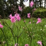 Ragged robin in the new meadow area.