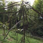 Pseudopanax crassifolius in Hunting Brook garden