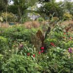 Busy, colourful border full of alliiums and tulips and banana trees.
