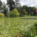 Lake covered with water-lilies at Altamount.