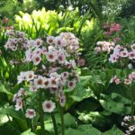 Candelabra primula at Altamount.
