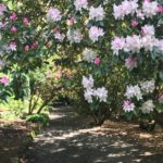 Rhododendron walk at Altamount Garden.