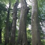 Row of giant beeches at Altamount Garden.