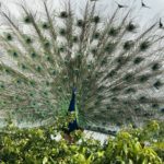 Peacock opened his feathers for us and put on a beautiful show.