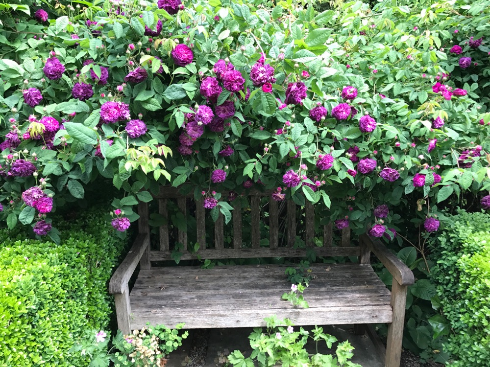 Gorgeous rose collapses under weight of blooms