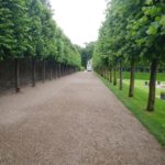 Pleached trees at Villandry in the Loire Valley