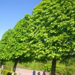 Pleached trees at the Keukenhof in Holland.