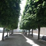 Pleached trees