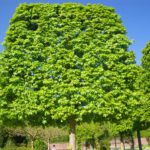 Beautifully sheared maple trees at the Keukenhof