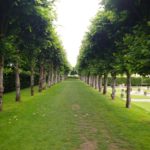 Pleached trees at Villandry in the Loire Valley