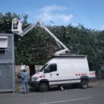 Working on pleached trees in France.