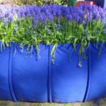 Muscari: It’s in the bag