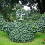 Ivy giant in Italian garden