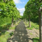 Pleached lime walk at Sissinghurst