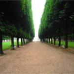 Pleached chestnut trees in the Luxembourg Garden, Paris