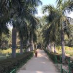 Palm walk in the Lodhi Garden.