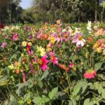 Dahlia field in Lodhi Garden