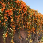 Wall of honeysuckle in the Palace Garden