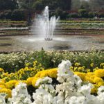 Yellow and white flower theme in the circular garden at the Palace Garden