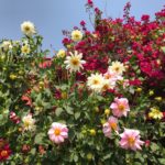 Walls of dahlias in the Palace Garden, New Delhi