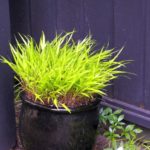 Black fence and Hakonechloa