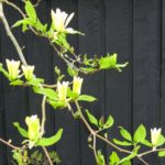 Black fence and Magnolia Golden Endeavour