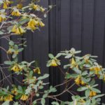 Black fencing shows off rhododendron Transit Gold