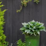 Black fence and green pot