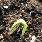 The wonder of germination as sunflower seed rises from the ground