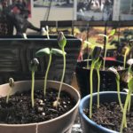 Sunfllower seeds up after a week in their pots.