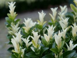 New and exciting plants in my garden this spring