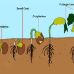 Steos of germination: It’s a wonder