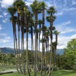 Palms in cluster at Villa Taranto