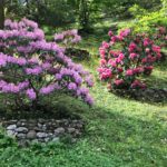 Rhododendrons planted in mini-terraces at Villa Taranto