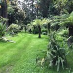 Fern dell at Villa Taranto
