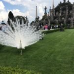 White peacock at Isola Bella