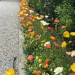 Poppy border at Isola Bella