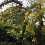 Inside the Cloud Dome in Singapore