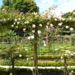 Malmaison rose garden