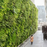 Green Wall at San Francisco’s Museum of Modern Art