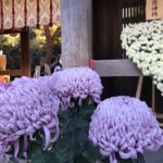 Chrysanthemums at Meiji Shrine