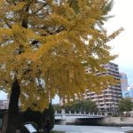 Ginkgo in the peace park in Hiroshima