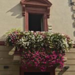 Beautiful window box in Spello