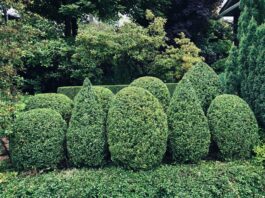 I’ve always had a soft spot for well-clipped boxwood
